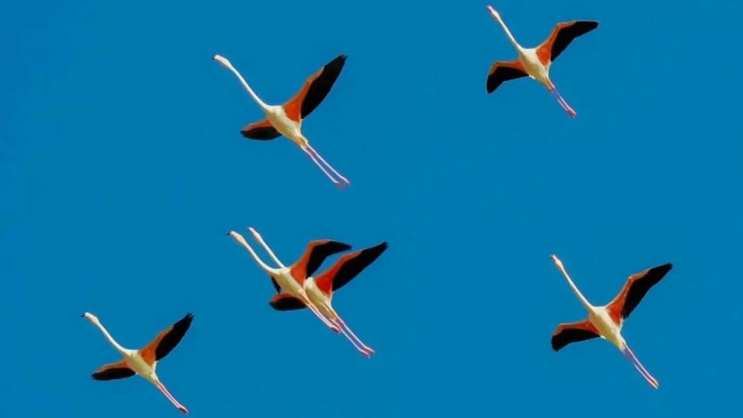 Göksu Deltası Renk Cümbüşüne Sahne Oluyor: 334 Kuş Türü Bir Arada! 7